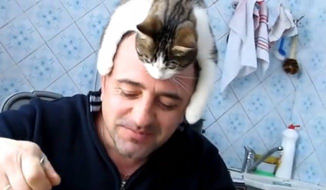 Cat on Head Distractify