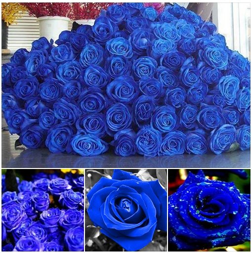 ArchiDesign Blue Roses