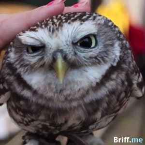 Petting Owl Briff Me
