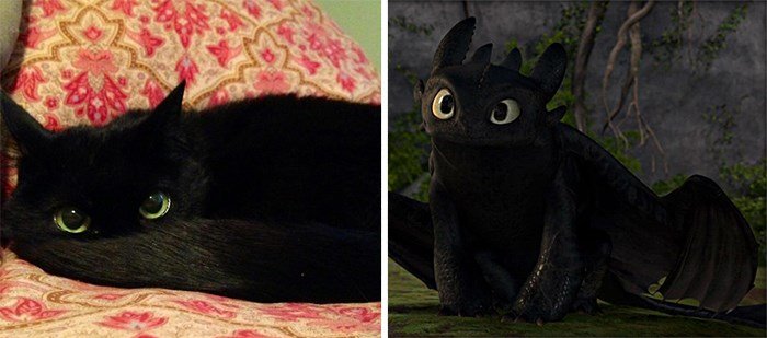 Similar to Each Other 6 - Black Cat Looks Like Toothless from How To Train Your Dragon