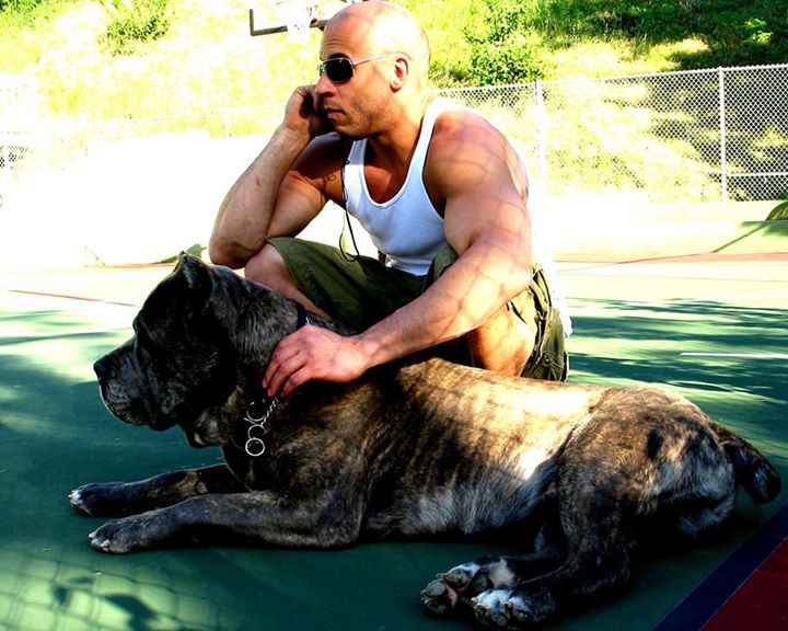 Vin Diesel Hottest Photos 9 Dog