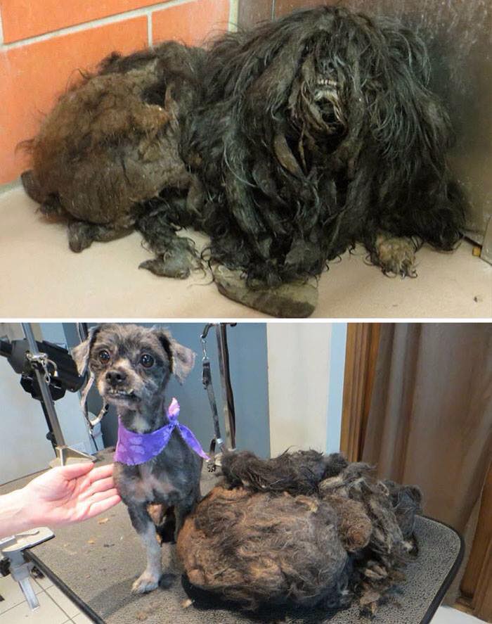 Dog Before and After Rescue
