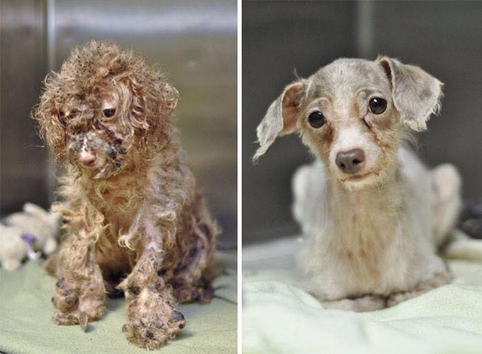 Dog Before and After Rescue