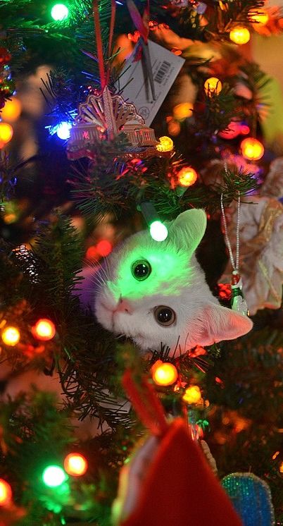 Funny Christmas Trees 12 Cat Tree
