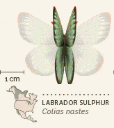 North American butterflies animated 10 Labrador Sulphur