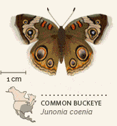 butterflies of North America animated 11 Common Buckeye