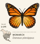 North American butterflies animated 12 Monarch