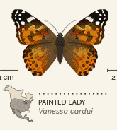 butterflies of North America animated 13 Painted Lady