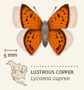North American butterflies animated 14 Lustrous Copper