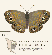 North American butterflies animated 15 Little Wood Satyr