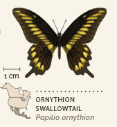 North American butterflies animated 2 Ornythion Swallowtail