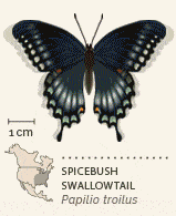 North American butterflies animated 3 Spicebush Swallowtail
