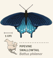 butterflies of North America animated 4 Pipevine Swallowtail