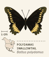 North American butterflies animated 5 Polydamas Swallowtail