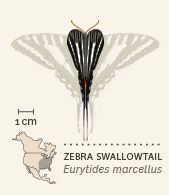 North American butterflies animated 6 Zebra Swallowtail