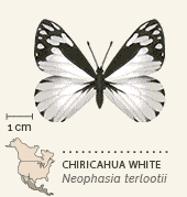 butterflies of North America animated 7 Chiricahua White