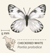 North American butterflies animated 8 Checkered White