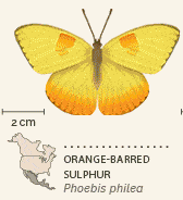 butterflies of North America animated 9 Orange-Barred Sulphur