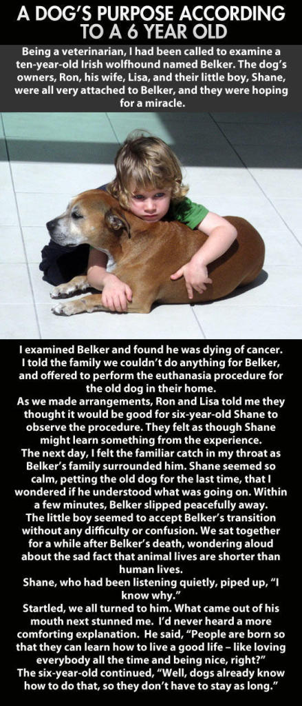 A 6-year-old Explains Dog's Life and Death - Sad Memes