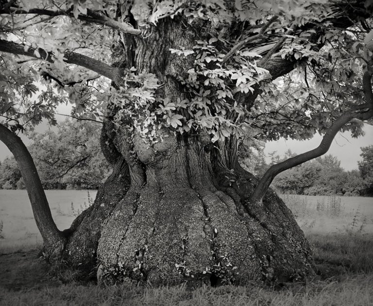 beth moon oldest trees