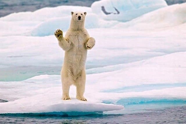 Animals Waving Goodbye Polar Bear