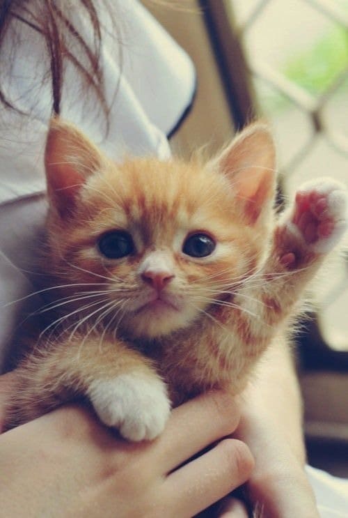 Animals Waving Goodbye 11 Cat