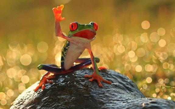 Animals Waving Goodbye Frog