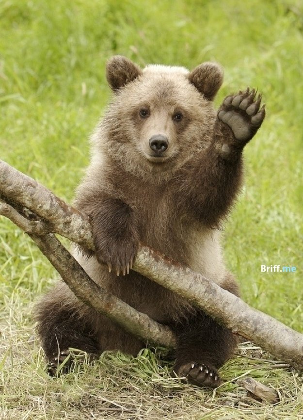 Animals Waving Goodbye 20 Best Bear