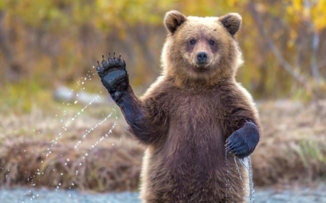 Animals Waving Goodbye 5 Bear