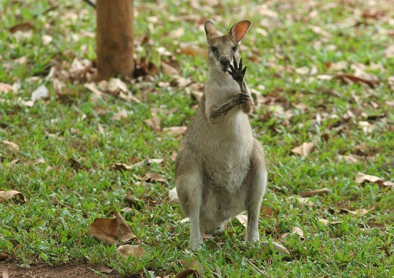 Animals Waving Goodbye 6 kangaroo
