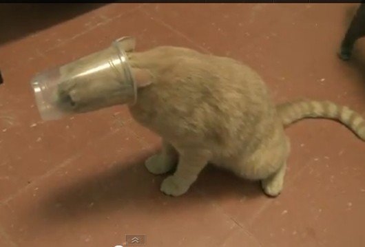 Cats Stuck Funny Photos 10 cup