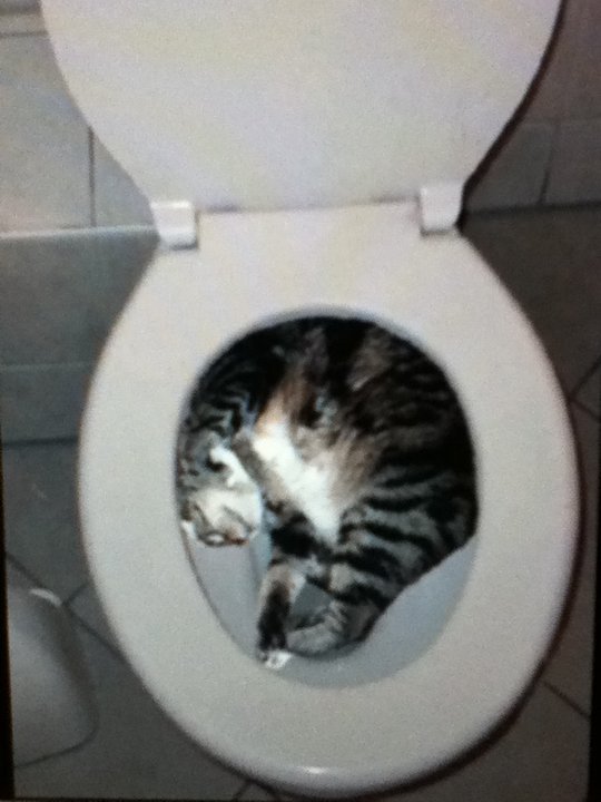 Cats Stuck Funny Photos 12 toilet