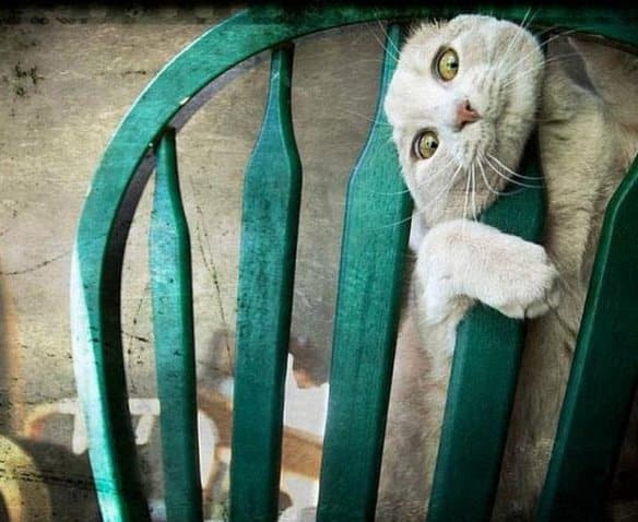 Cats Stuck Funny Photos 4 chair