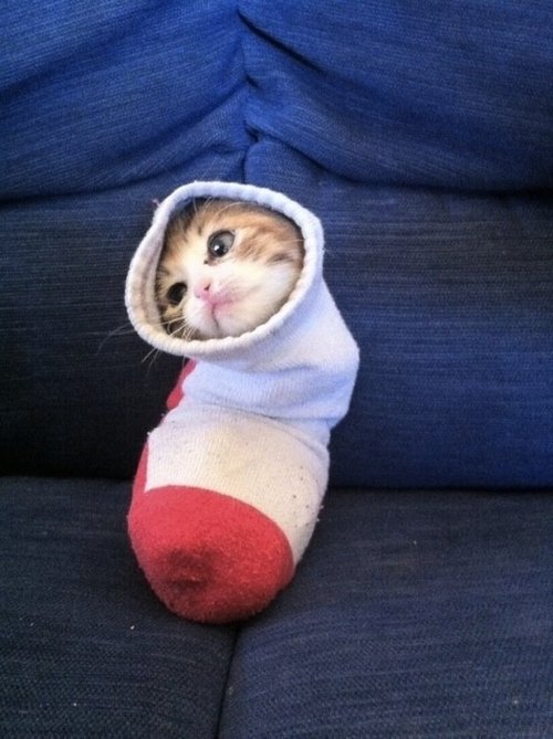 Cats Stuck Funny Photos 5 sock