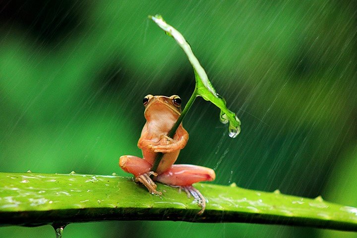 Natural Leaf Umbrella Frog