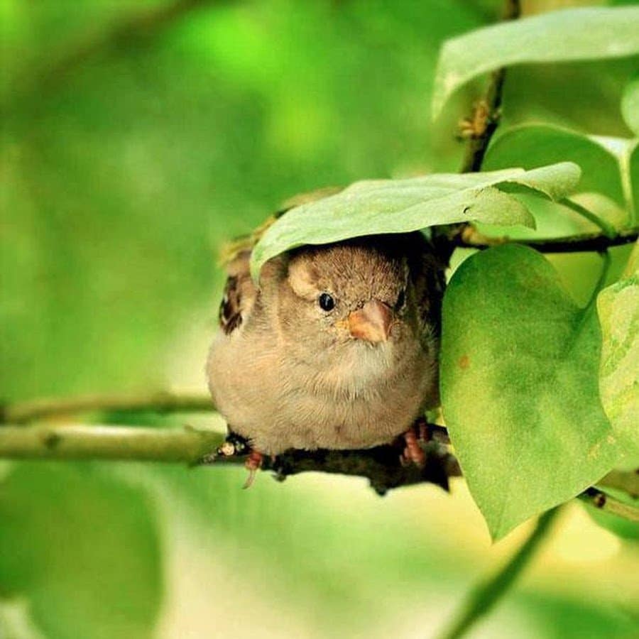 Natural Leaf Umbrella Bird