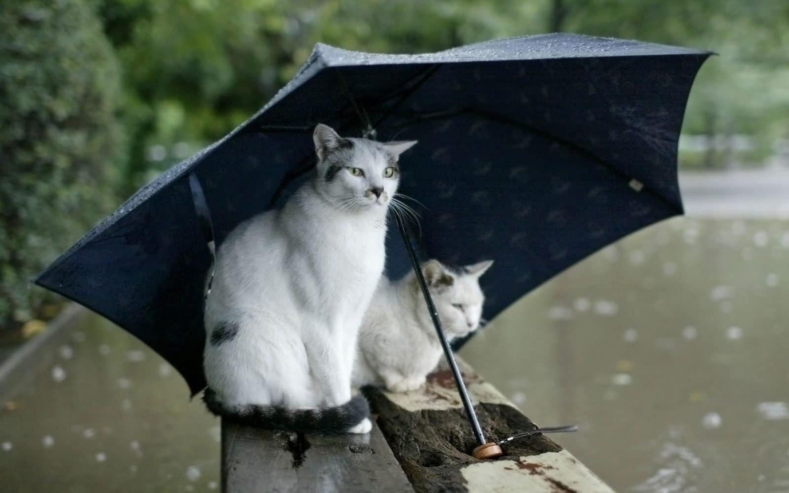 Cats under Umbrella