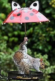 Squirrel under Umbrellas