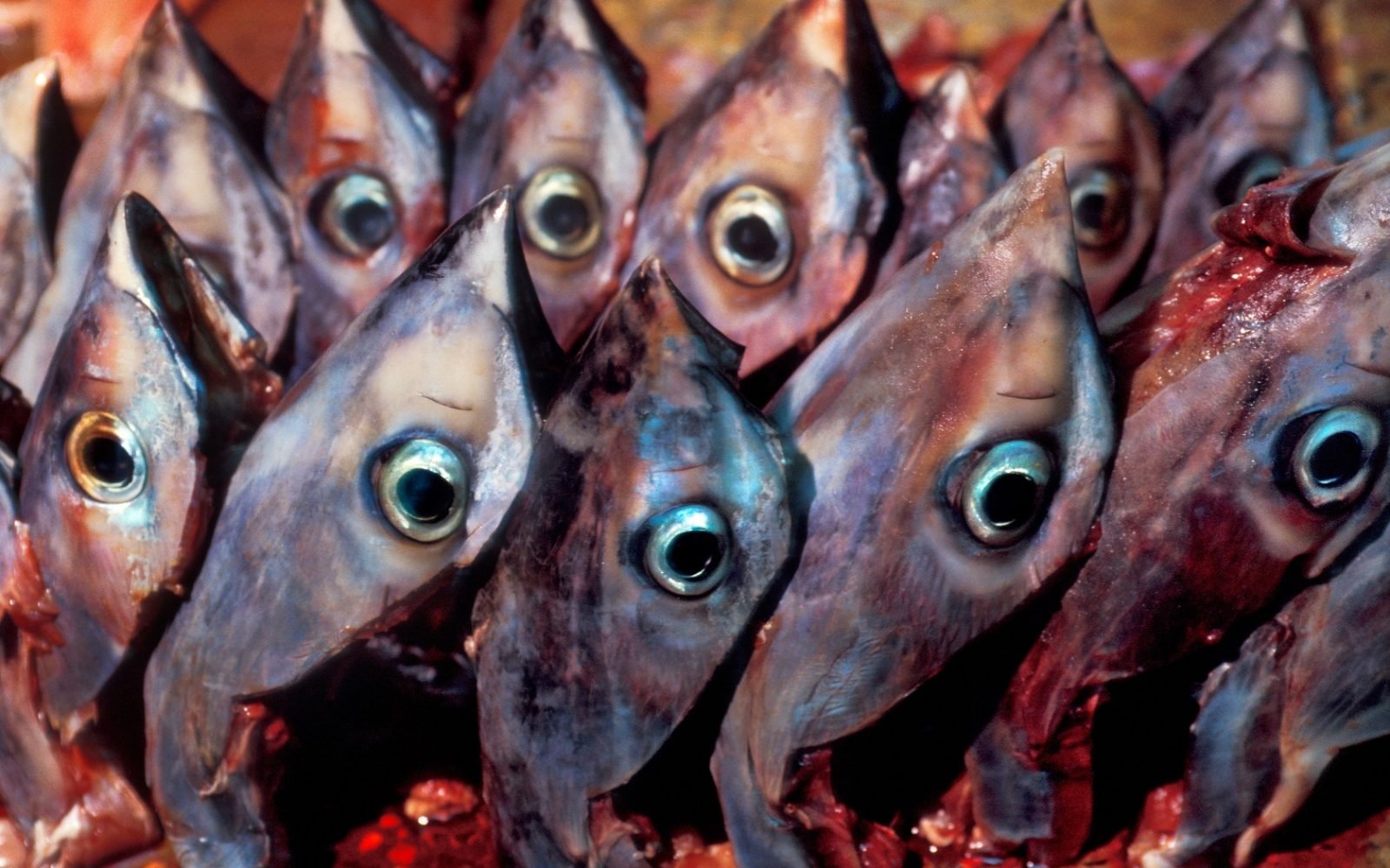 Weird Food - Scary Food 4 Tuna Eyeballs
