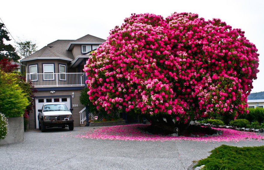 125+ Year Old Rhododendron “Tree” In Canada Beautiful Trees