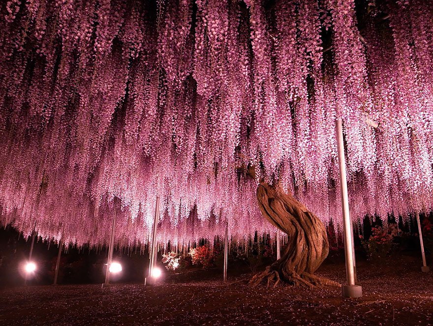 144-Year-Old Wisteria In Japan 2 Beautiful Trees