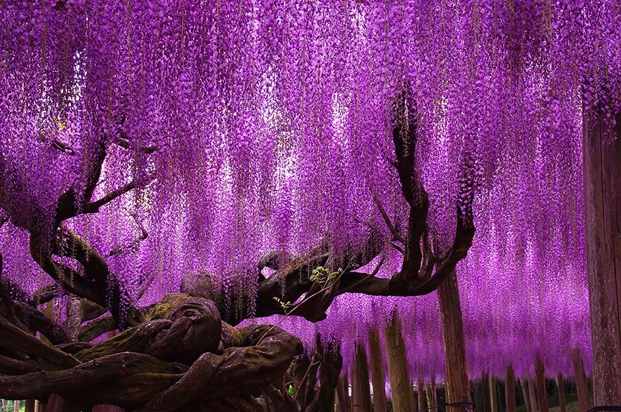 144-Year-Old Wisteria In Japan Beautiful Trees