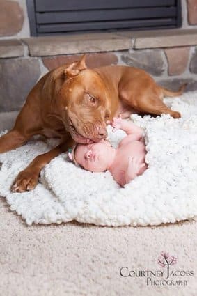 Affection Dogs and Babies