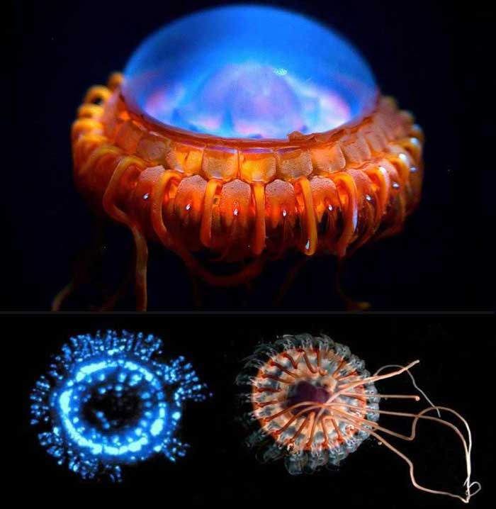 Alarm jellyfish Rare Animal