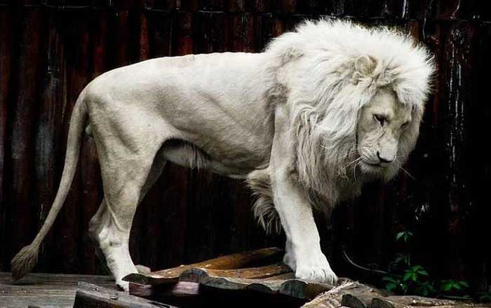 Albino Lion Rare Animals