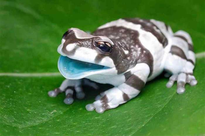 Amazon milk frog Rare Animal