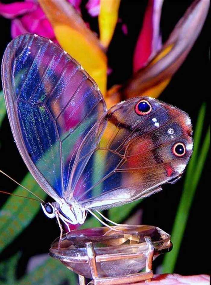 Amber phantom butterfly Rare Animal
