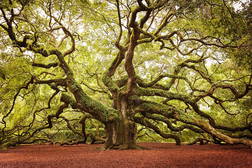 Angel Oak In John’s Island In South Carolina Lovely Trees