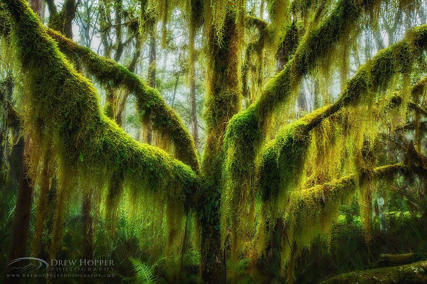 Antarctic Beech Draped In Hanging Moss In Oregon Lovely Trees