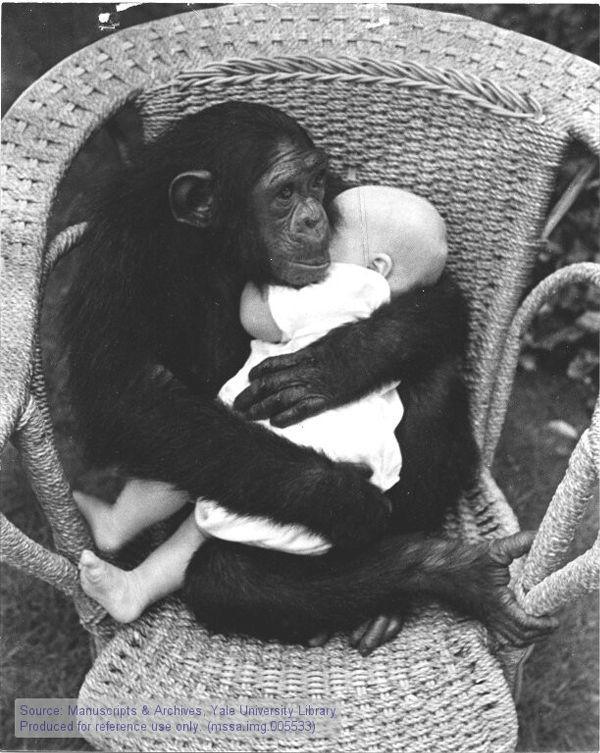 Ape Animal Hugs